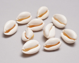 (マリ)　子安貝　大粒　10個