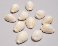 (マリ)　子安貝　大粒　10個